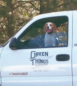 Dog in truck picture