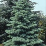 ABIES CONCOLOR