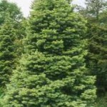 ABIES LASIOCARPA