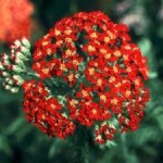 Achillea Yarrow Paprika