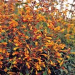 Agastache Aurantiaca Coronado