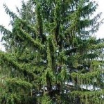 PICEA ABIES