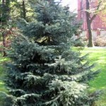 PICEA ENGLEMANII