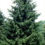 PICEA ORIENTALIS