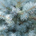 PICEA PUNGENS GLAUCA