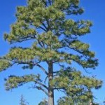 PINUS PONDEROSA