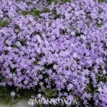 PHLOX  subulata  Creeping phlox