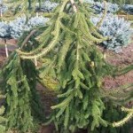 PICEA ABIES PENDULA